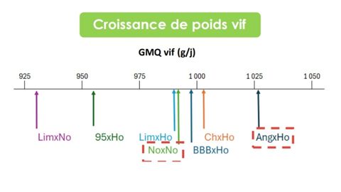 Croissance de poids vif par jour des croisés lait x viande