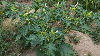 Les alcaloïdes toxiques du datura sont présents dans toute les partie de la plante.