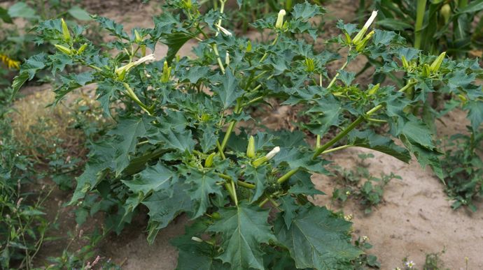 Les alcaloïdes toxiques du datura sont présents dans toute les partie de la plante.