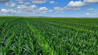 Selon l'AGPM, la hausse des importations françaises de semences de maïs d'origine ukrainienne a accentué la baisse des surfaces de multiplication observées ces deux dernières années. En 2025, elles ont chuté à  62 000 ha, contre 80 000 en 2023.