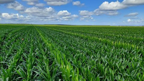 Selon l'AGPM, la hausse des importations françaises de semences de maïs d'origine ukrainienne a accentué la baisse des surfaces de multiplication observées ces deux dernières années. En 2025, elles ont chuté à  62 000 ha, contre 80 000 en 2023.