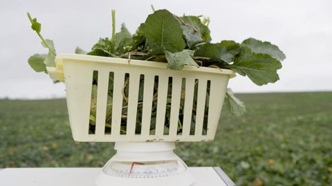 La biomasse de colza prélevée est pesée en frais et le poids exprimé en kg/m².