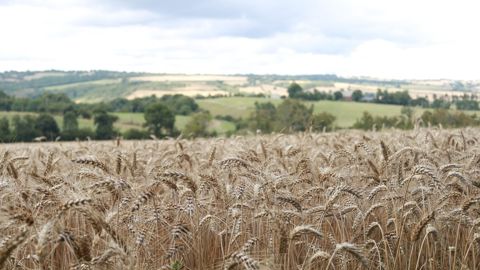 Pour la troisième année consécutive, les exploitations spécialisées en céréales et oléagineux (colza, tournesol) enregistrent un revenu agricole courant avant impôt par actif négatif, alertent les associations spécialisées de la FNSEA.