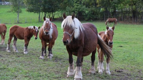 La consommation de viande de cheval est ralentie par le manque d'offres.