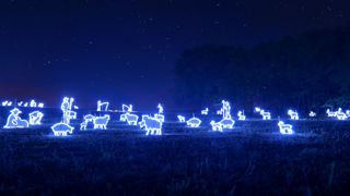 Afin d’attirer des visiteurs sur son exploitation, Alexis Guyot, producteur de lavandin, s’est lancé le défi de battre un record mondial sur ses terres.