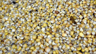 Le ministère américain de l’Agriculture (USDA) table désormais sur des estimations de 81,28 millions de tonnes de maïs américain exporté, contre 78,11 millions en novembre.