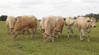 La chambre d'agriculture et des syndicats agricoles proposent un protocole expérimental pour éviter l'abattage total d'un troupeau en Ariège.