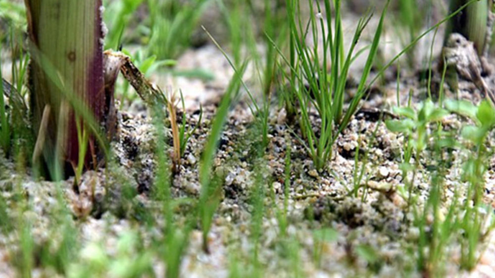 En présence de ray-grass, la prélevée est indispensable pour la culture du maïs.
