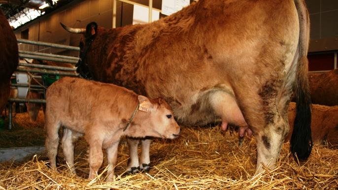 Pour 2014, le recouplage des aides s'impose en production bovine pour sauver la filière.
