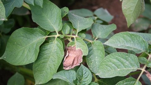 Le mancozèbe était utilisé sur pommes de terre, plusieurs fruits et légumes, ou encore vigne, pour lutter contre mildiou, rouilles et autres maladies fongiques.