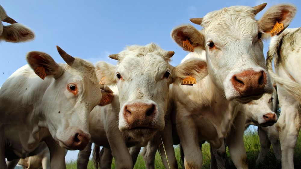 Peut-on définir une trajectoire plus favorable aux filières viande françaises ?