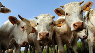 Peut-on définir une trajectoire plus favorable aux filières viande françaises ?