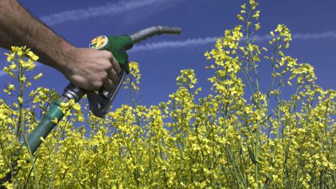 Les biocarburants de première génération (produits à partir de colza, tournesol, betterave, maïs…) seraient exclus de la nouvelle réglementation sur les véhicules légers que propose la Commission européenne.