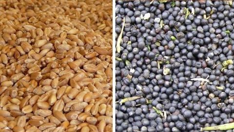 Le colza est passé, sur Euronext, « sous les 450 euros la tonne pour l'échéance d'août 2026 » en nouvelle récolte. Le blé est revenu à « des prix du niveau de septembre 2020 ».