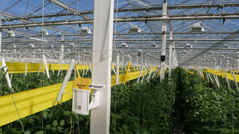 Trap-Eye est une solution de suivi pilotée par IA. Elle utilise de petits appareils fixes à énergie solaire pour prendre en photo les pièges engluées installés dans les serres. Elle génère ainsi des cartes et graphiques détaillant les tendances des populations d'insectes présents dans les serres.