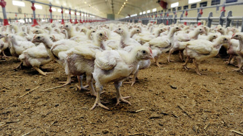 Les éleveurs de volailles ayant subi des pertes économiques liée à l'épizootie de grippe aviaire de 2024-2025 pourront déposer une demande d'aide à compter du 12 janvier 2026 sur le site de FranceAgriMer.