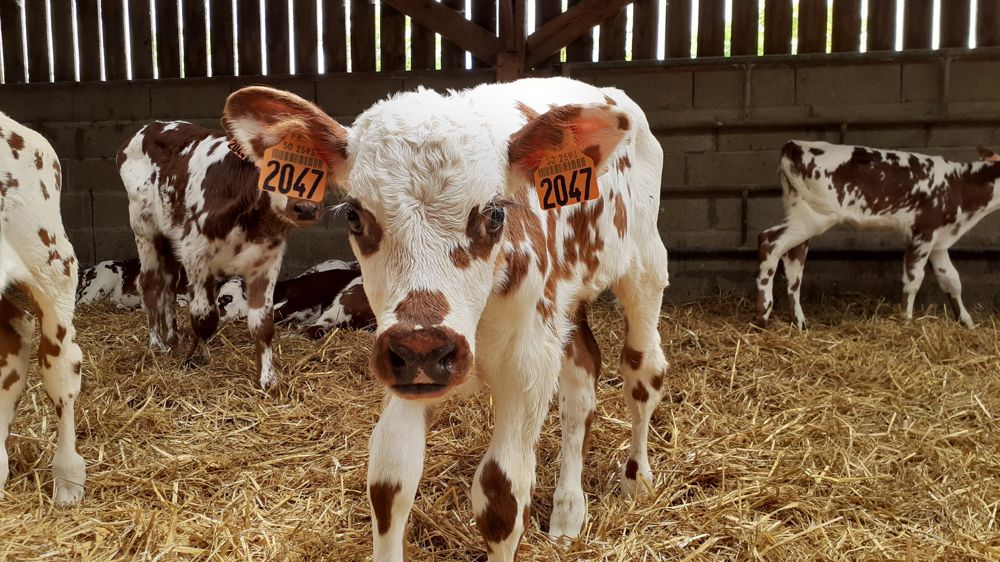 N'hésitez pas à nous faire part des prénoms que vous avez choisis en commentaire !