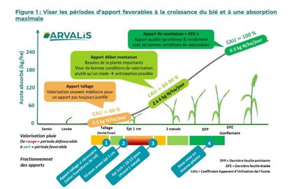 Périodes d'apport favorables à la croissance du blé et à une absorption maximale