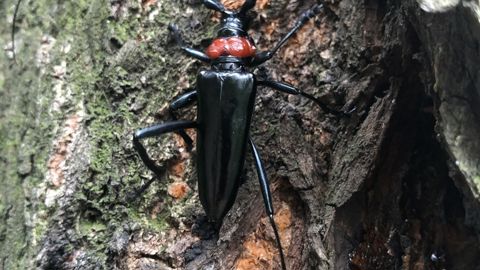 Le longicorne à col rouge n'a pour le moment été détecté que chez nos voisins Allemands et Italiens.