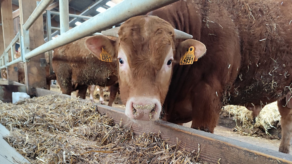 Taurillons limousins fermes des Bordes Arvalis