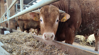 Les taurillons nourris avec du méteil grains ont enregistré les mêmes performances qu'avec une ration sèche à base de blé, d'orge et de tourteau de colza.