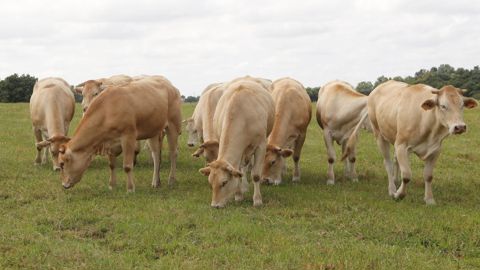 Un nouveau cas dermatose nodulaire contagieuse aurait été détecté lundi 22décembre 2025 en Haute-Garonne