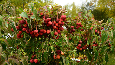 Tous les cornouillers produisent des baies charnues, mais les plus spectaculaires sont celles des cornouillers asiatiques (ici Cornus kousa).