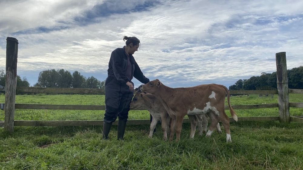 Veau en pâture avec l'éleveuse