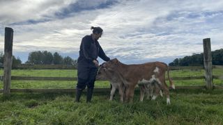 Veau en pâture avec l'éleveuse