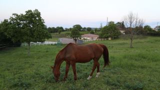 La diversité des membres de la filière équine a complexifié le montage du dossier d'entrée au FMSE.