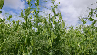 En 2025, la pression des maladies sur pois d'hiver a été limitée.