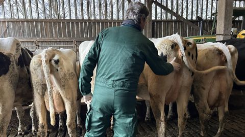 Technique pour stimuler l'urination de la vache
