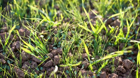 Des hivers moins rigoureux favorisent des levées beaucoup plus échelonnées de vulpins, visibles jusqu’en fin de campagne.