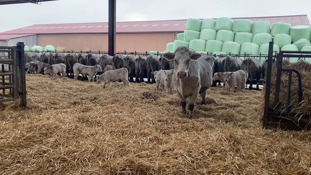Vaches charolaises avec veaux en aire paillée