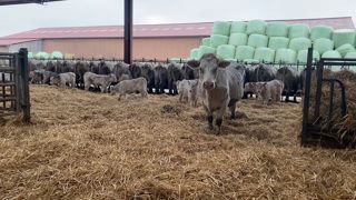 Vaches charolaises avec veaux en aire paillée
