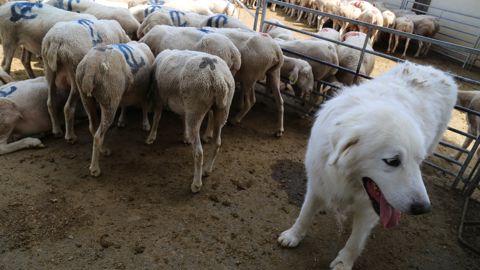 Le chien de protection est une mesure éligible à une aide financière sur la quasi totalité du territoire français.
