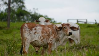 L'accord avec les pays du Mercosur crée une des plus grandes zones de libre-échange au monde, entre l'Union européenne, le Brésil, l'Argentine, le Paraguay et l'Uruguay.