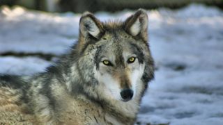 Les associations appellent la France à retirer leur intervention pour demander l'annulation de leur recours.