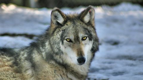 Les associations appellent la France à retirer leur intervention pour demander l'annulation de leur recours.