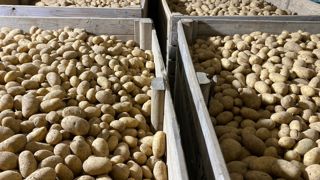 En 2025, les volumes de pommes de terre bio récoltés, contractualisés en circuit long, atteindraient 55 000 tonnes, en hausse de 31 % par rapport à 2024.