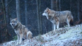 Annie Genevard a annoncé qu'elle relevait le taux de prélèvement des loups de 19 à 21 %, ce qui irrite l'association Ferus.