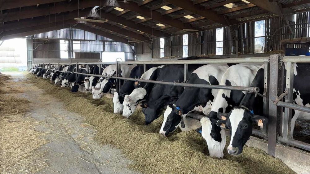 Vaches laitieres en batiment stabulation