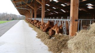 Comme tous les ans, la date limite de dépôt pour l'aide bovine à l'UGB est fixée au 15 mai.