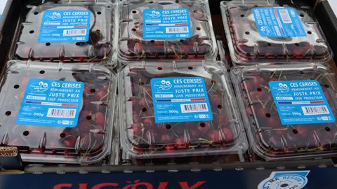 En 2025, près de 152 tonnes de cerises ont été écoulées sous la marque C'est Qui Le Patron (CQLP) : une première saison prometteuse.