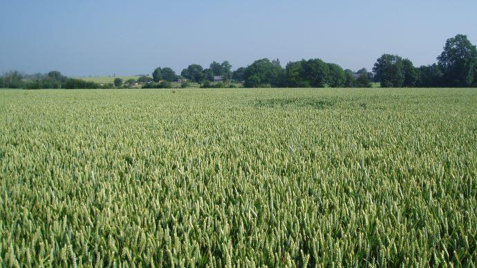 Plaine de blé