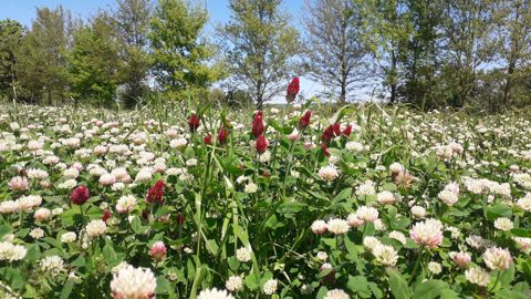 Le poids brut des couverts testés présente une très faible différence, quels que soient les apports azotés.