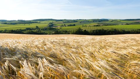 Entre mauvaise récolte, prix bas et augmentation des coûts de production, les céréaliers français accusent des résultats négatifs depuis trois ans.