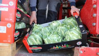 En sept ans, les surfaces implantées en choux-fleurs ont baissé de 21 % sur la zone légumière bretonne.