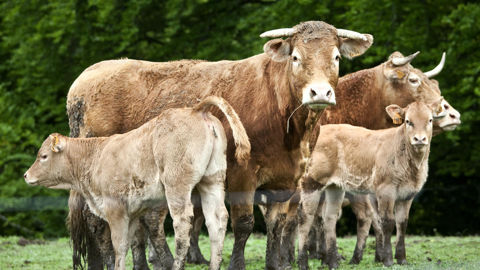 Les ventes de viande labellisée veau sous la mère ont continué de reculer en 2025. La filière observe une restructuration vers la production de broutards.