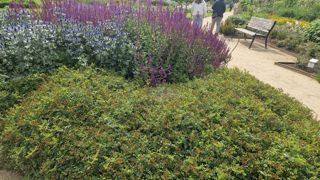 Rosa ROSANATURA® NAPI® ‘VISallcover’.